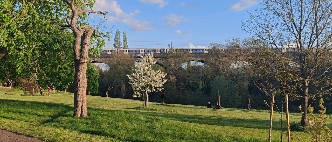 An Elizabeth line train crossing a long brick viaduct of round arches above green parkland and spring blossom
